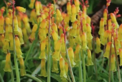 lachenalia jigsaw puzzle
