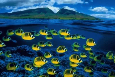 Bing image