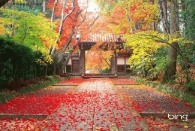 Bing image