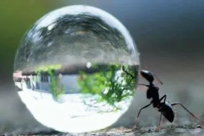 ant   water drop