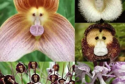 Monkey Face Orchids jigsaw puzzle