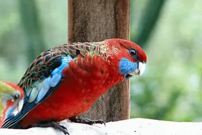 פאזל של Eastern Rosella