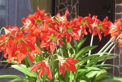 amaryllis jigsaw puzzle