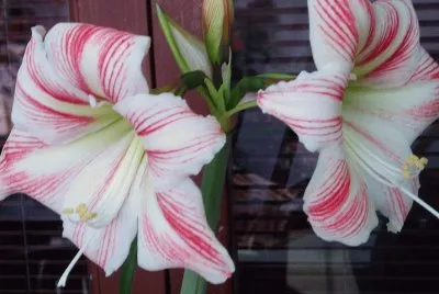 amaryllis jigsaw puzzle