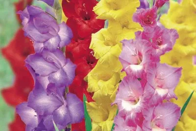 glaieul jigsaw puzzle