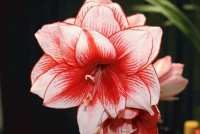 amaryllis jigsaw puzzle