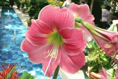 amaryllis jigsaw puzzle