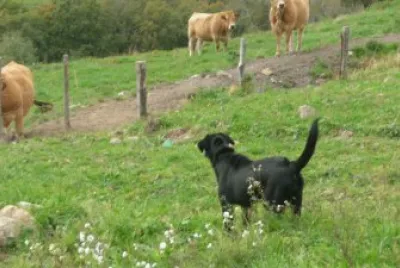 Jazzy garde les vaches