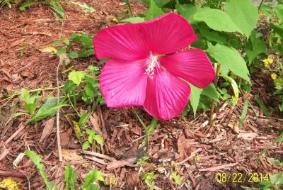 Hibiscus