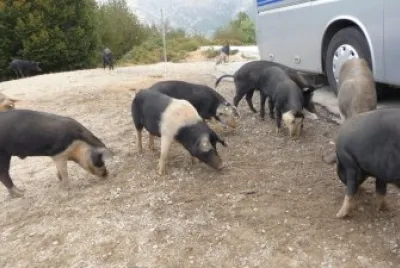 cochons en libertÃ©