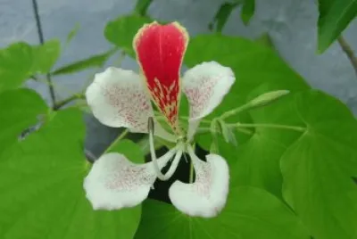 fleur