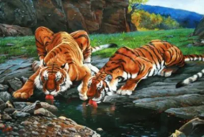 tigres jigsaw puzzle