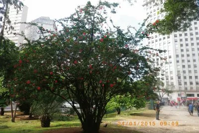 Hibiscus
