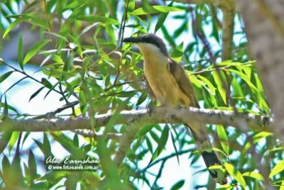 cuclillo canela