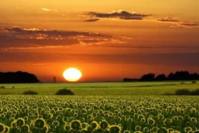 Los girasoles de GualeguaychÃº. E. R.- Argentina