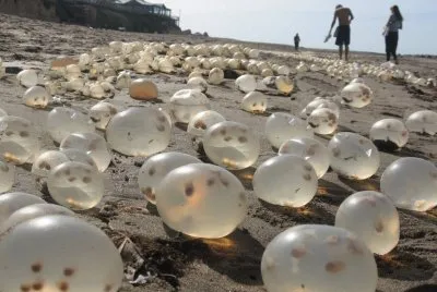 Huevos de caracoles. Costa atlÃ¡ntica argentina