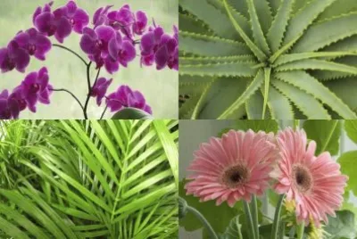 PLANTAS DE INTERIOR. jigsaw puzzle