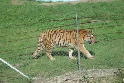 tigre de bengala jigsaw puzzle