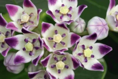 calotropis