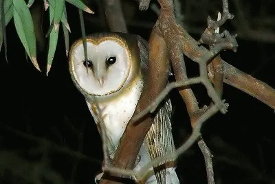NOCHE