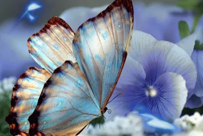 mariposa