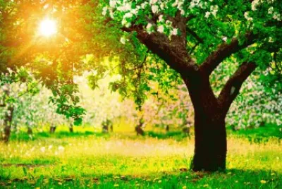 BOSQUE FLORIDO. jigsaw puzzle