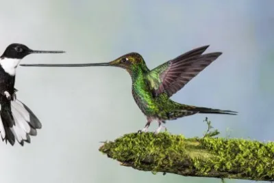 colibrÃ­es