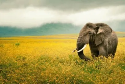ELEFANTE jigsaw puzzle