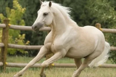 CABALLO BLANCO