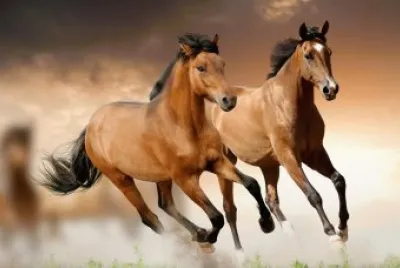 CABALLOS SALVAJES