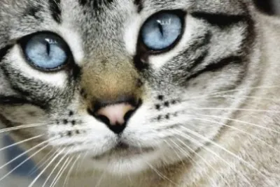 gatito