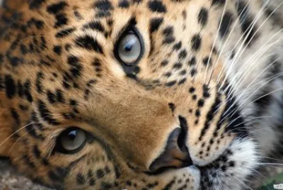 leopardo