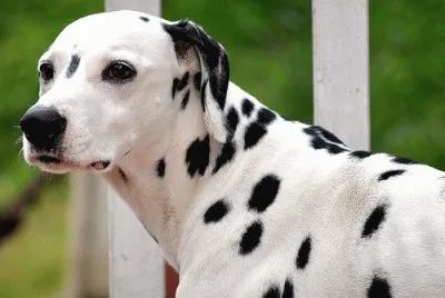 dalmata