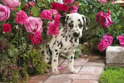 dalmata cachorro jigsaw puzzle
