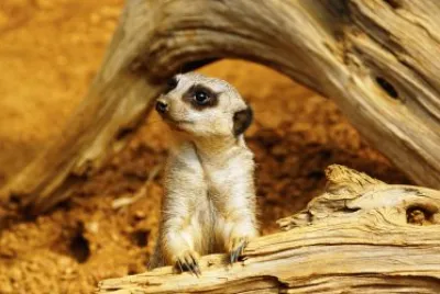suricata