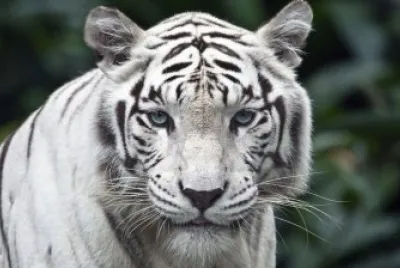 tigre blanco jigsaw puzzle