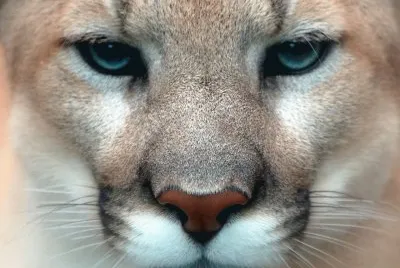 puma