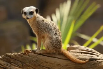 suri