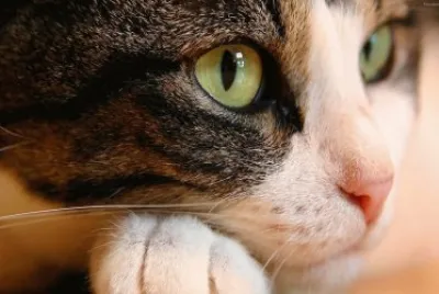 פאזל של gatito