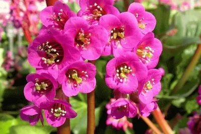 bergenia jigsaw puzzle