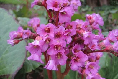 bergenia jigsaw puzzle