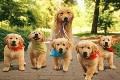 perritos