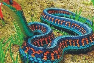 MEXICANA PERDIDA POR 78 AÃ‘OS. jigsaw puzzle