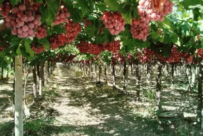 פאזל של ViÃ±edos mendocinos. Argentina