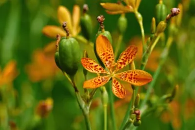 פאזל של fleur