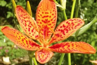פאזל של fleur