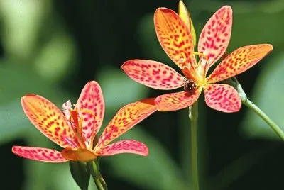 פאזל של fleur