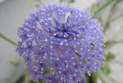 פאזל של didiscus