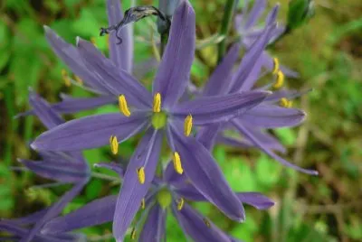 camassia