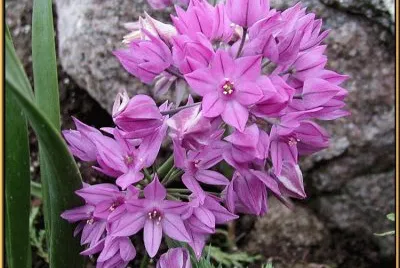 allium